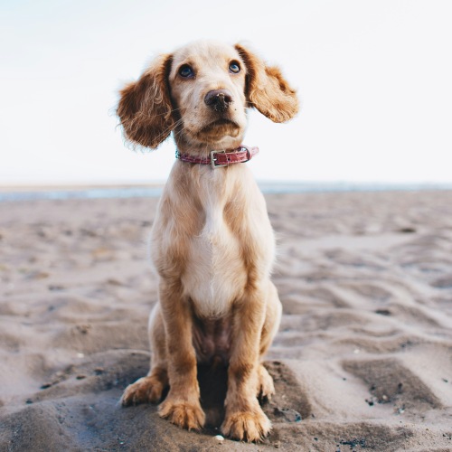 Pet Policy Image